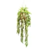Monkeyvine plant