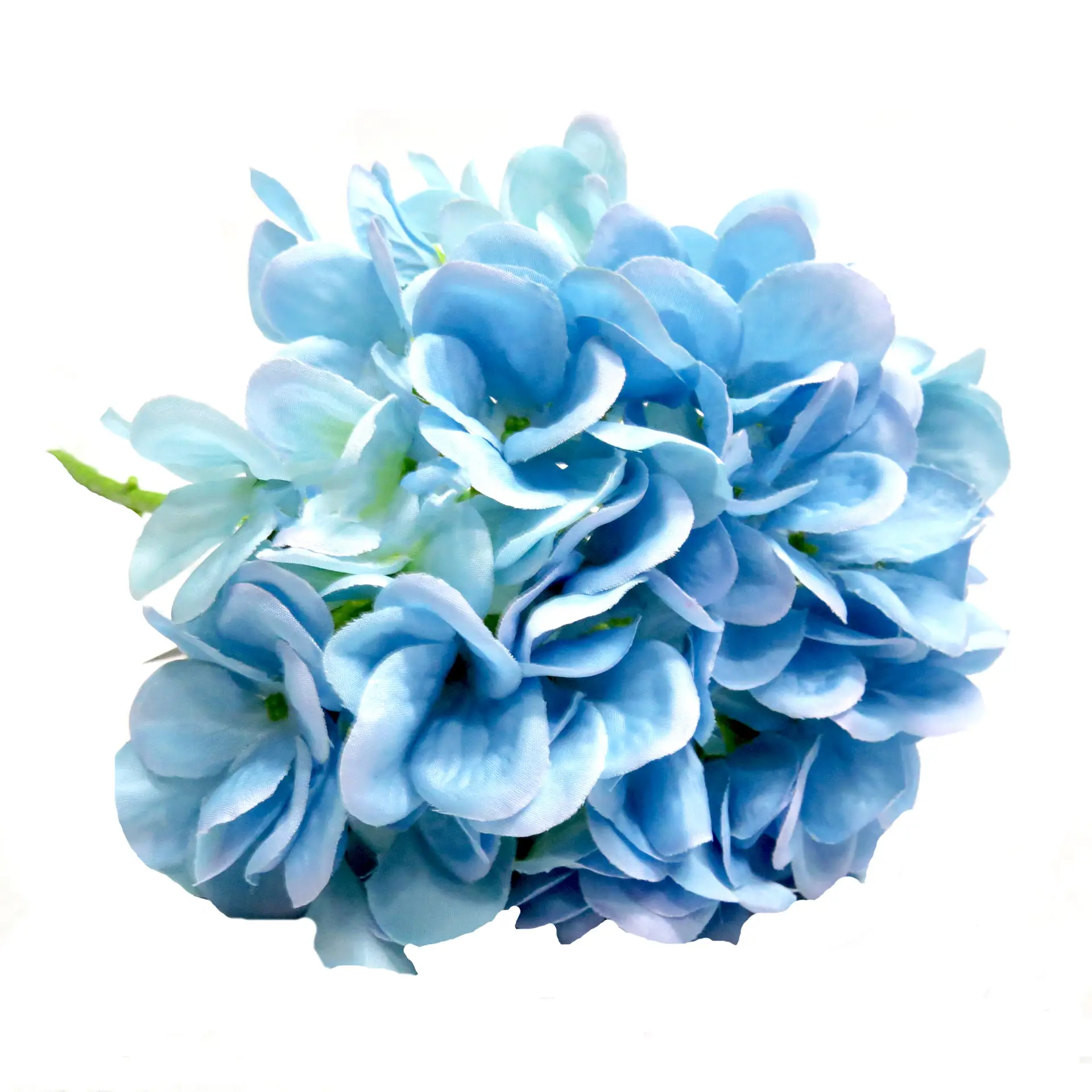 Hydrangea seablue