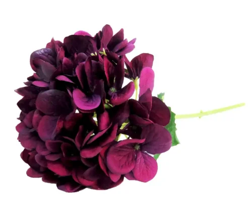 Hydrangea monsoon