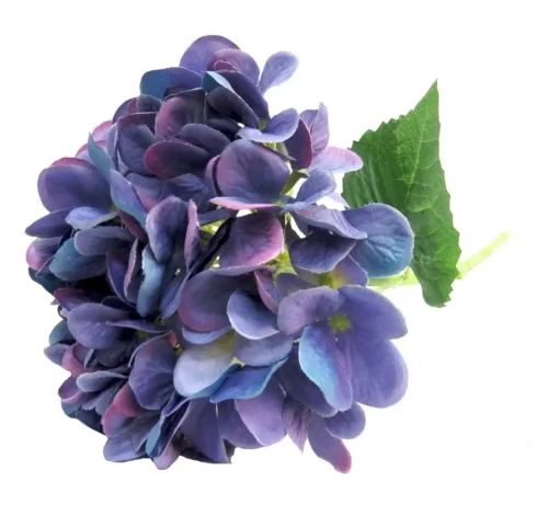 Hydrangea blueburst