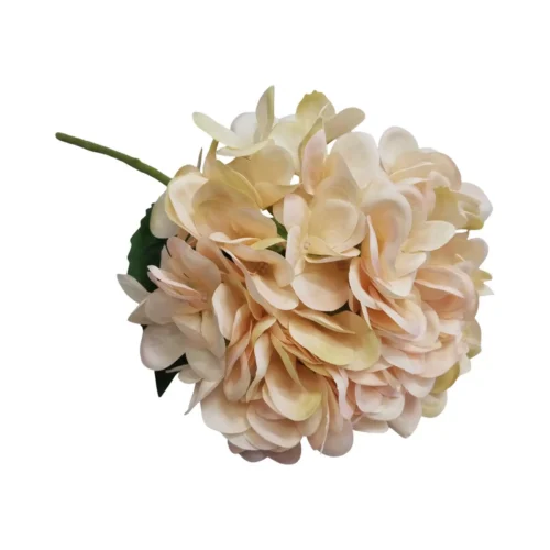 Hydrangea tender touch
