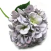 Hydrangea lilac smoothi
