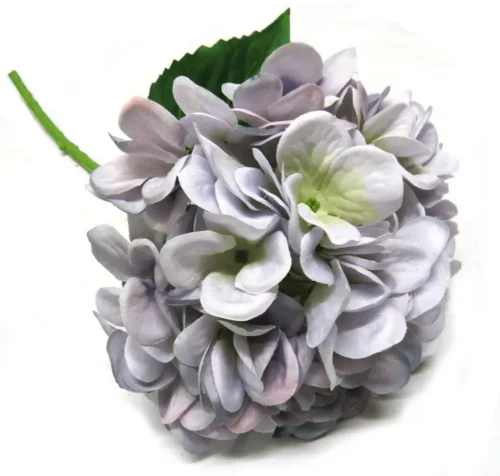 Hydrangea lilac smoothi