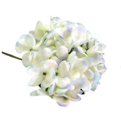 Hydrangea I'heure bleu