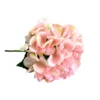 Hydrangea bottichelli