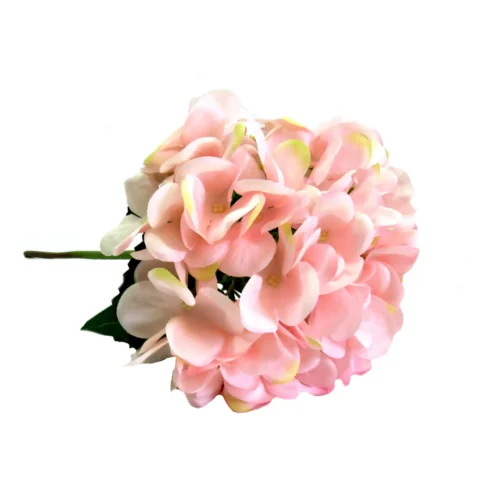 Hydrangea bottichelli
