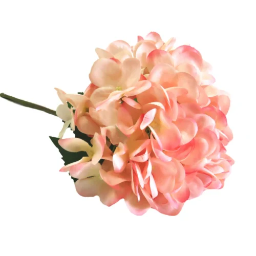 Hydrangea pink trifle