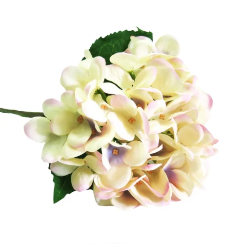Hydrangea pastel perfection