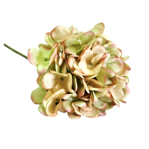 Hydrangea hemel en aarde