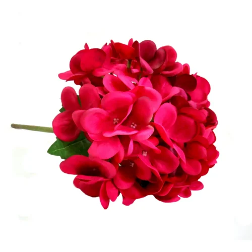 Hydrangea intense