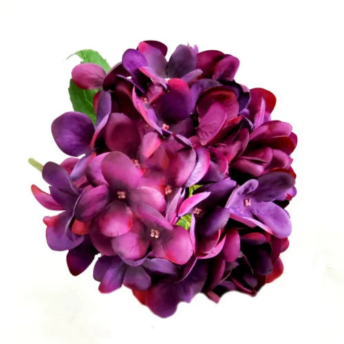 Hydrangea coronation