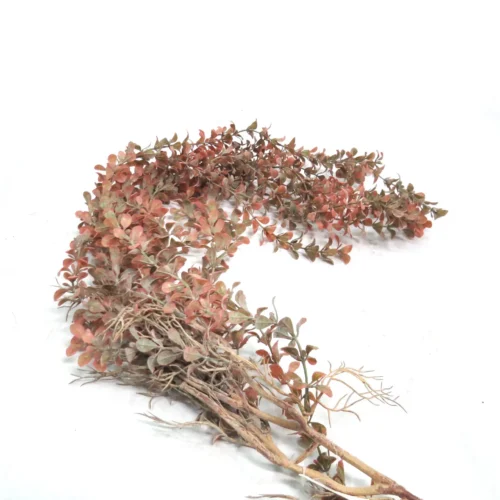 Sand dune season hanging plant