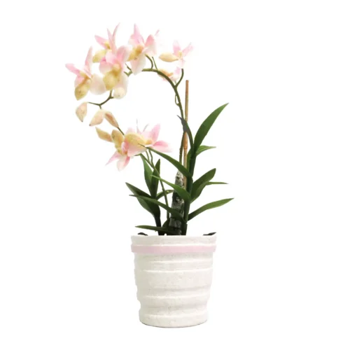 Ophrys orchid potted in ceramic pot