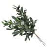 Olive stem bunch Puglia