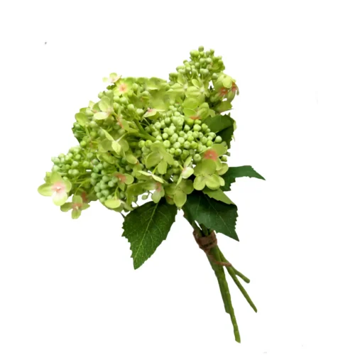 Hydrangea budding bunch lime milkshake