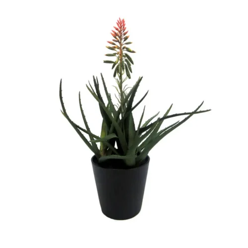 Aloe drakensberg