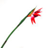 Exotic bird of paradise
