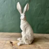 Lepus Hare