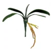 Phaelophenopsos leaf bunch wondrous