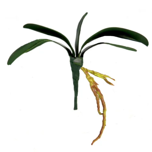 Phaelophenopsos leaf bunch wondrous