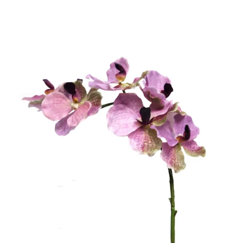 Vanda orchid first love
