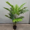 Philodendron ibiza 120cm