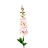 Delphinium light pink