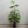 Fan palm potted 150cm