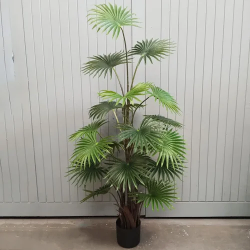 Fan palm potted 150cm