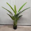 Strelizia potted 120cm
