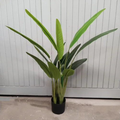 Strelizia potted 120cm