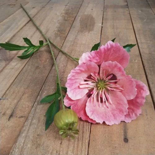 Poppy oriental 82cm