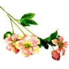 Helleborus 1