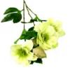 Helleborus 2 60cm