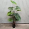 Fan palm potted 120cm