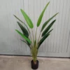 Potted Strelitzia 120cm
