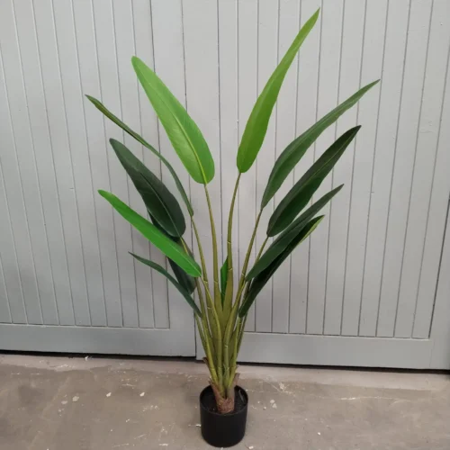 Potted Strelitzia 120cm