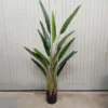 Strelitzia potted 150cm