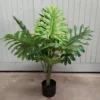 Philodendron heartthrob 90cm