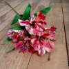 Blushing Inca Peruvian Lily 80cm