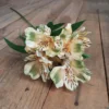 Lime lush Peruvian lily 80cm