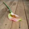 Dreams of spring Arum lily 68cm
