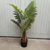 Philodendron Specialty 90cm