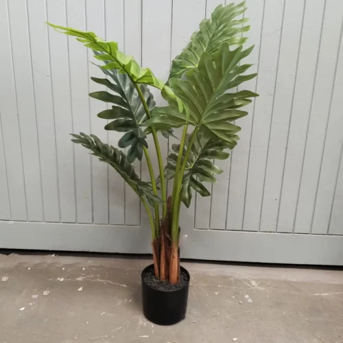 Philodendron Specialty 90cm