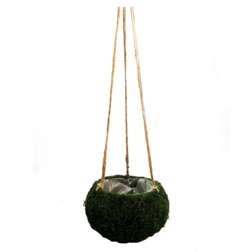 Petitmoss hanging basket