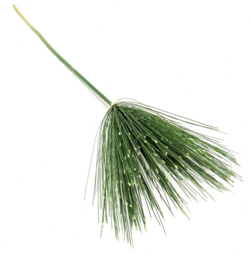 Papyrus stem