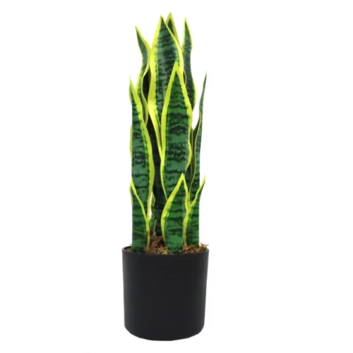 Mother-in-laws tongue plant 45cm