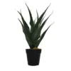 Spruce yucca