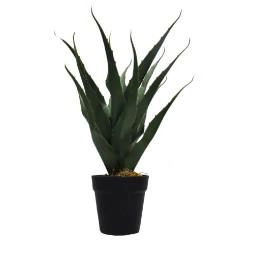Spruce yucca