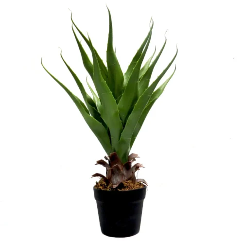 Yucca excaliber